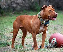 Image result for Pure Red Nose Pitbull