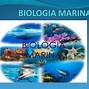 Image result for cetologia