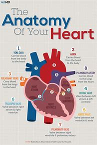 Image result for Heart Health Really Interesting Poster Ideas for Kids Things You Should Not Do