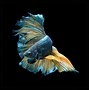 Image result for Fish Wallpapers for Desktop