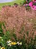 Image result for Agastache Queen Nectarine