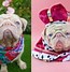 Image result for Pug Authentic