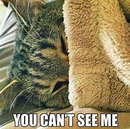 Image result for Hiding Cat Meme