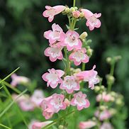 Image result for Penstemon Apple Blossom