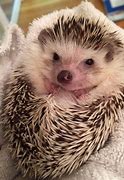 Image result for Pet Baby Hedgehog