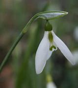 Image result for Galanthus elwesii Jubilee Green