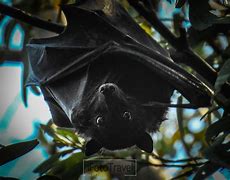 Image result for Black Bat Pic
