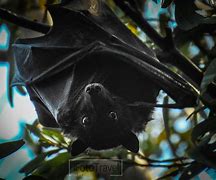 Image result for Black Bat