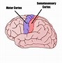 Image result for Brain Sections