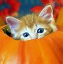 Image result for Ima Images of Cute Cat Halloween