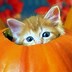 Image result for Cute Halloween Cat Wallpaper iPhone