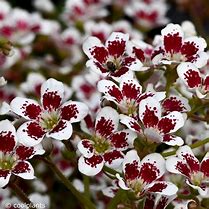 Image result for Saxifraga x polyanglica Your Succes