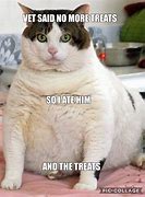 Image result for Puma Fat Cat Meme
