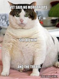 Image result for Huh Meme Fat Cat