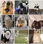 Image result for How Do You Feel Today Chart Animals
