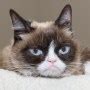 Image result for Grumpy Cat LEGO