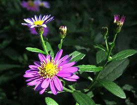 Image result for Aster ageratoides Ezo Murasaki