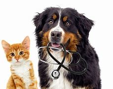 Image result for Dog and Cat Happy in Vet