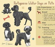 Image result for Portuguese Water Dog Grooming Chart