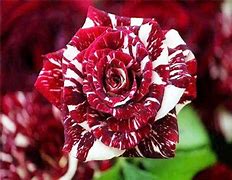 Image result for Osiris Hybrid Tea Rose