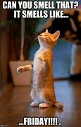 Image result for Cute Cat Friday Meme
