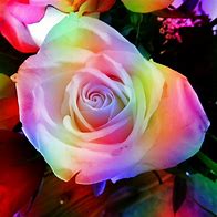Image result for Free Rainbow Flowers