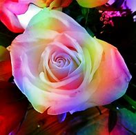 Image result for Real Rainbow Flowers