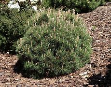 Image result for Pinus mugo Heideperle