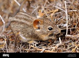 Image result for 4 Striped Grass Mice