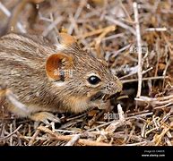 Image result for 4 Mice