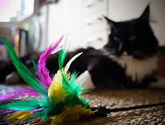 Image result for iPhone Cat Toy