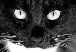 Image result for Black Cat Photography