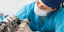 Image result for Veterinary ER