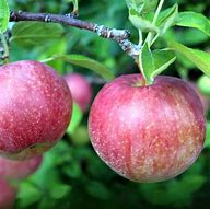 Image result for Gala Apple