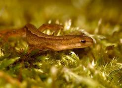 Image result for Smooth Newt