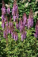 Image result for Astilbe Superba (Chinensis-Group)