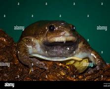 Image result for Indian Balloon Frog