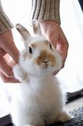 Image result for Baby Bunny Face