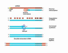 Image result for cDNA Recombinant Plasmid Vector