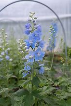 Bildergebnis für Delphinium elatum Light Blue with White Bee