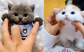 Image result for Funny Cute Baby Cats