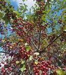 Image result for Crab Apple Tree Fruit