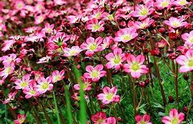 Image result for Alpine Rock Garden Plants