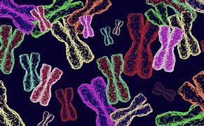 Image result for DNA Genes and Chromosomes Diagram