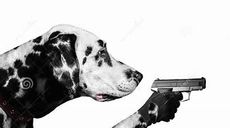 Image result for Funny Stock Photos Gun