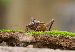 Image result for Cricket the Bug