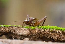 Image result for Cricket Animal