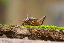 Image result for Cricket Animal