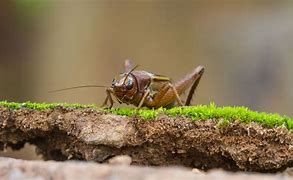 Image result for Cricket Insect Cute