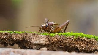 Image result for Cricket Insect Cute